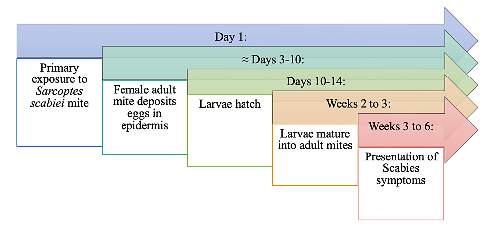 Proposed-Timeline-from-Primary-Exposure-to-Sarcoptes-scabiei-to-Presentation-of-Symptoms