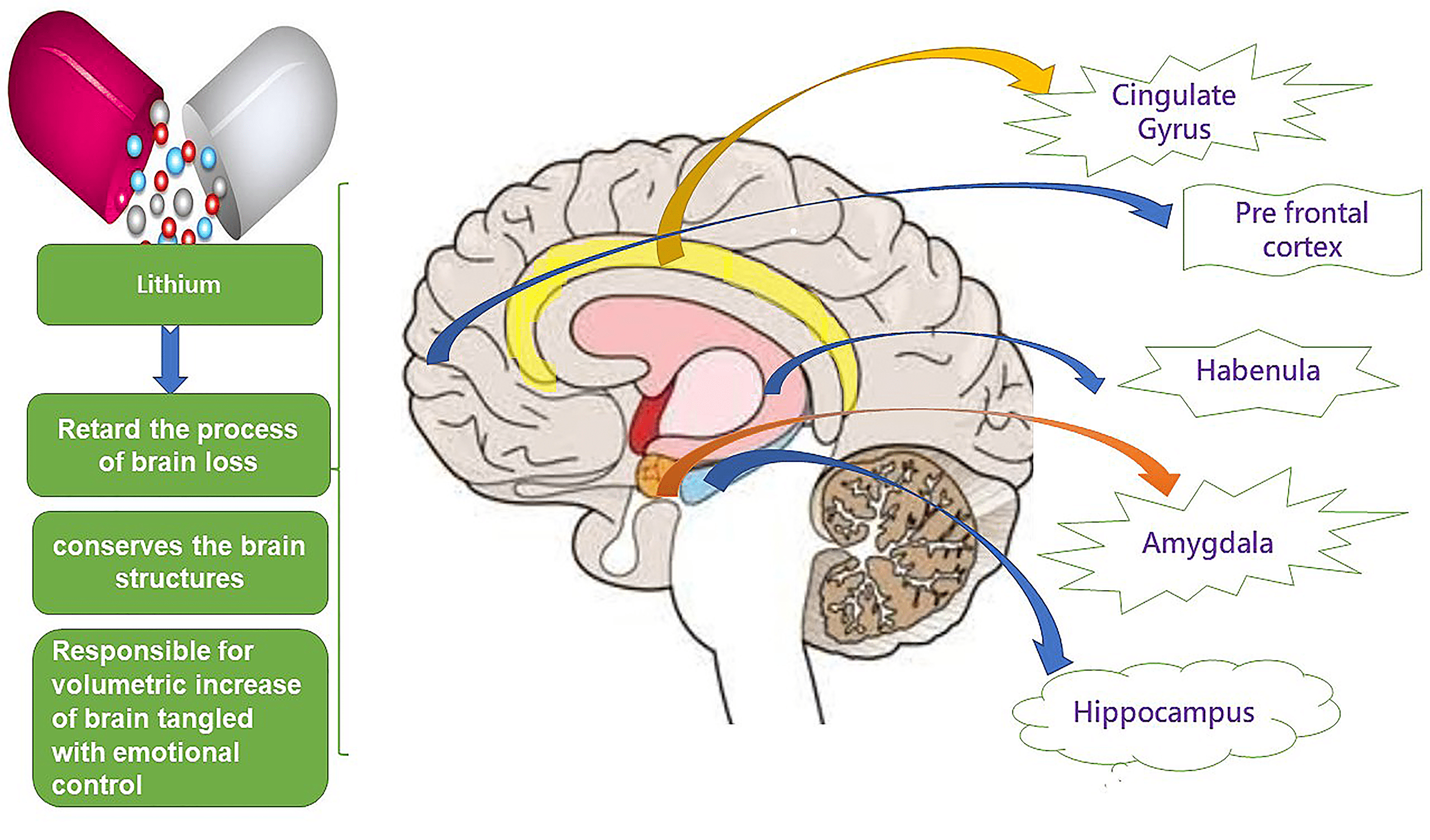 Cureus Therapeutic Application of Lithium in Bipolar Disorders A