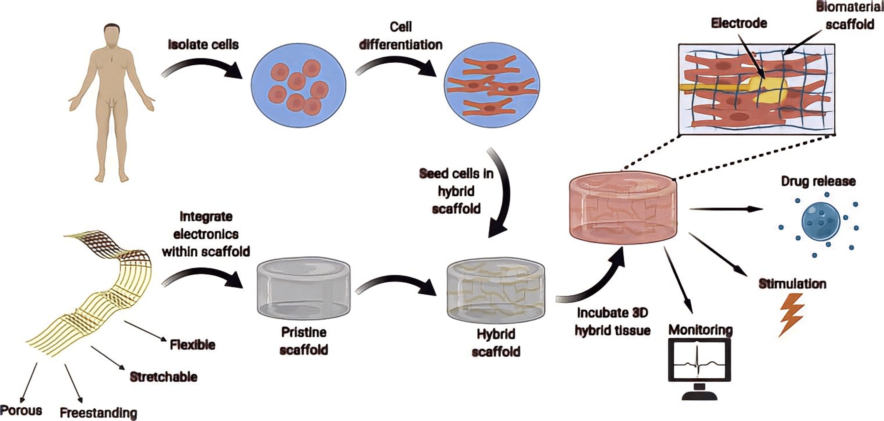 Smart Pacemaker A Review Cureus Abolish Public Schools