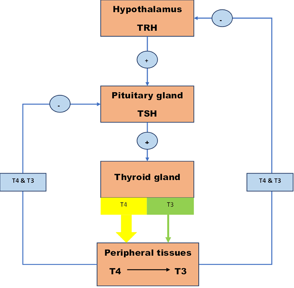 Relationship Between Subclinical Hypothyroidism and the Risk of ...