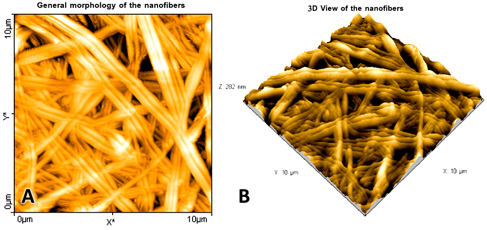 Atomic-force-microscopy-surface-micrographs-of-the-chitosan/polyvinyl-alcohol-nanofibrous-scaffolds.