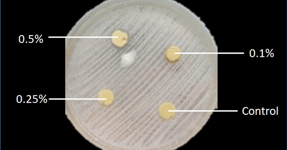 Petri-dish-after-24-hours-of-incubation.-Notice-the-ring-of-the-inhibition-zone-created-around-the-sample-of-disc-with-0.5%-CHT-in-dental-stone.