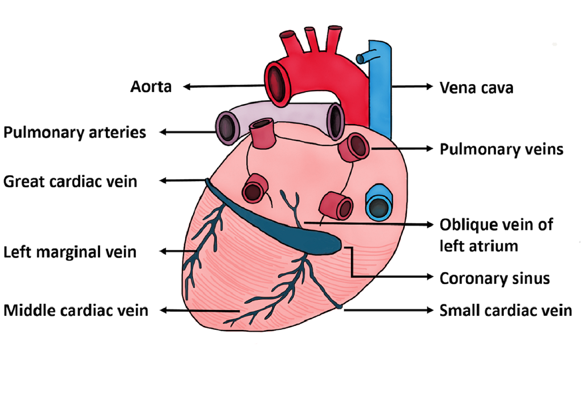 Anterior Cardiac Vein