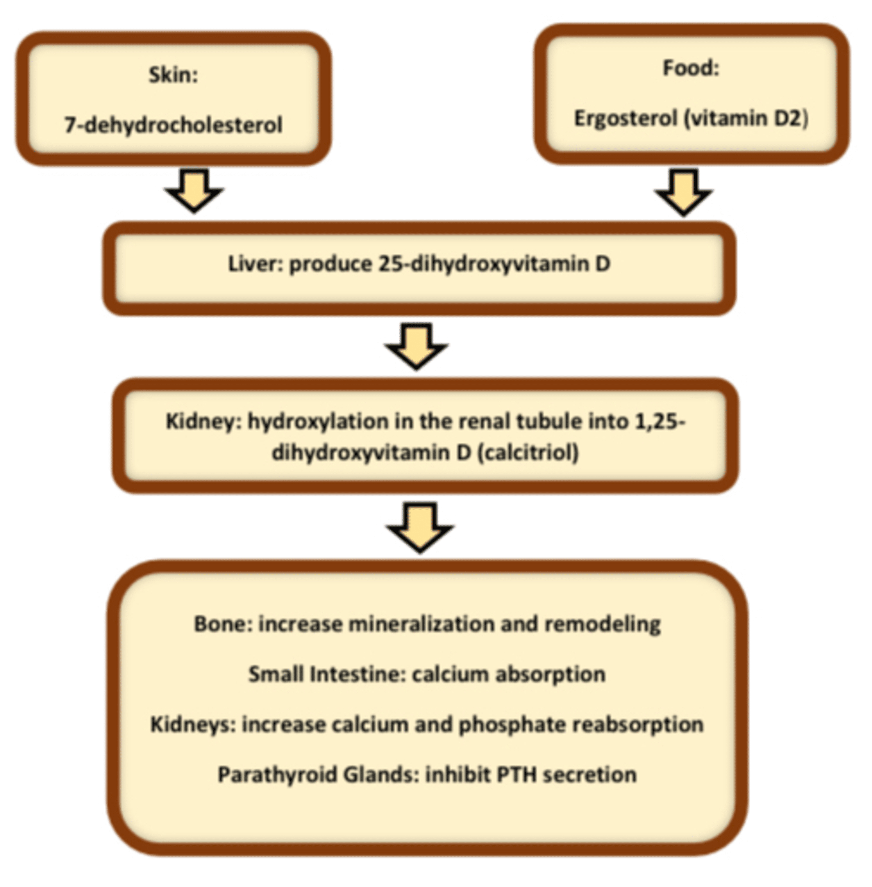 Cureus Does Vitamin D Have a Role in Diabetes?