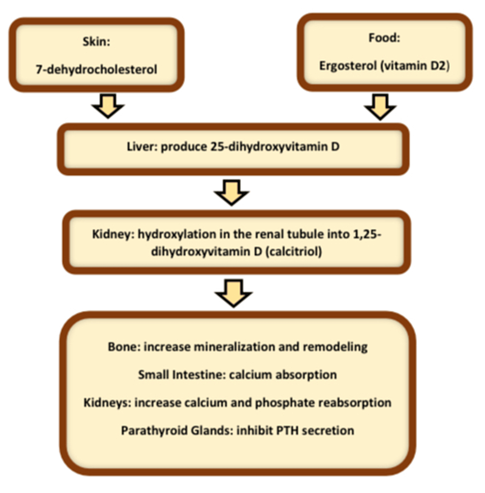 Does Vitamin D Have A Role In Diabetes Cureus