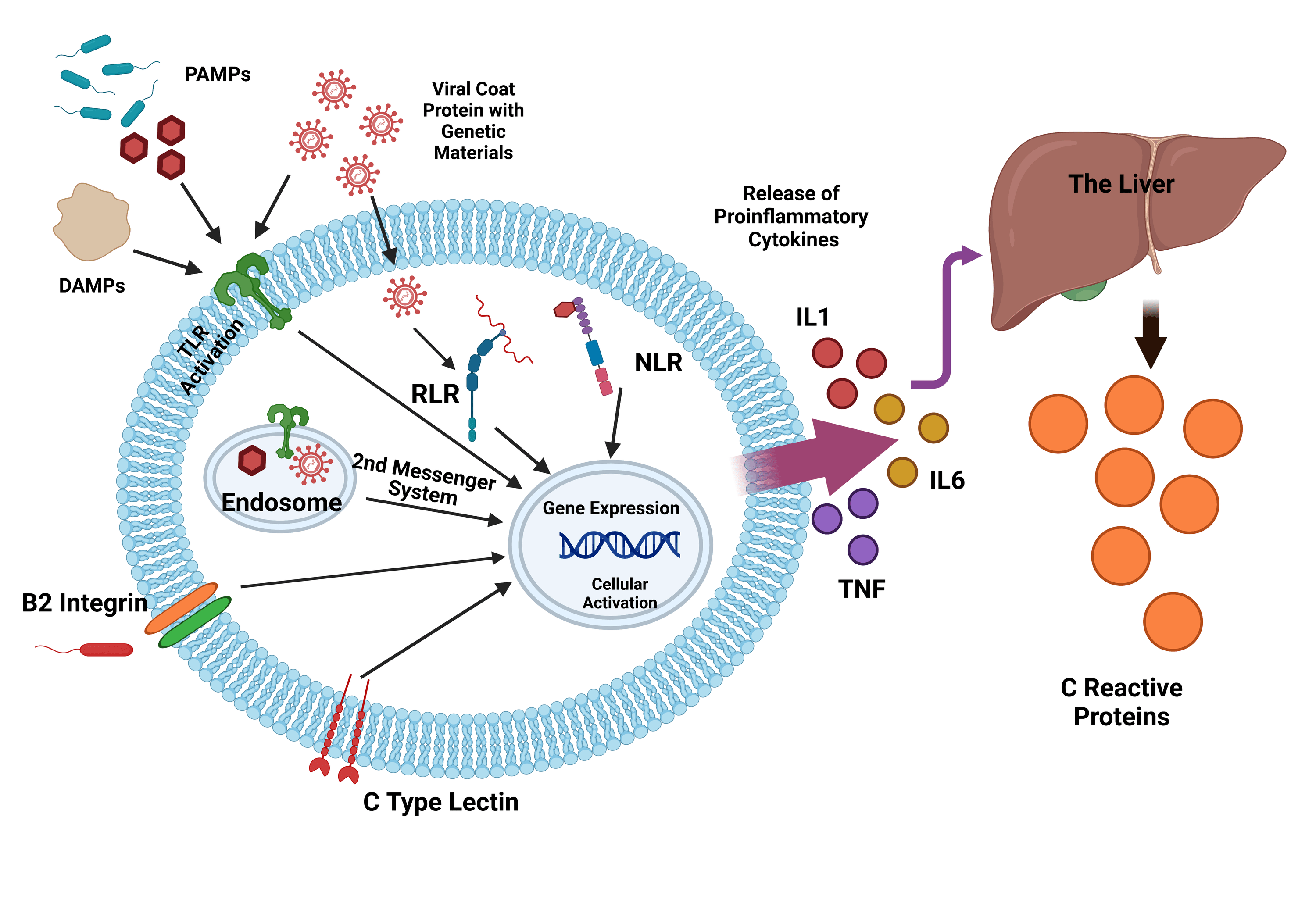 Cureus The Role of Creactive Protein Estimation in Determining the
