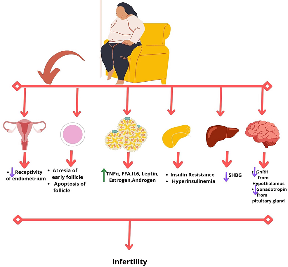 Environmental Factor - April 2021: Obesity may affect puberty timing and  hormones in girls