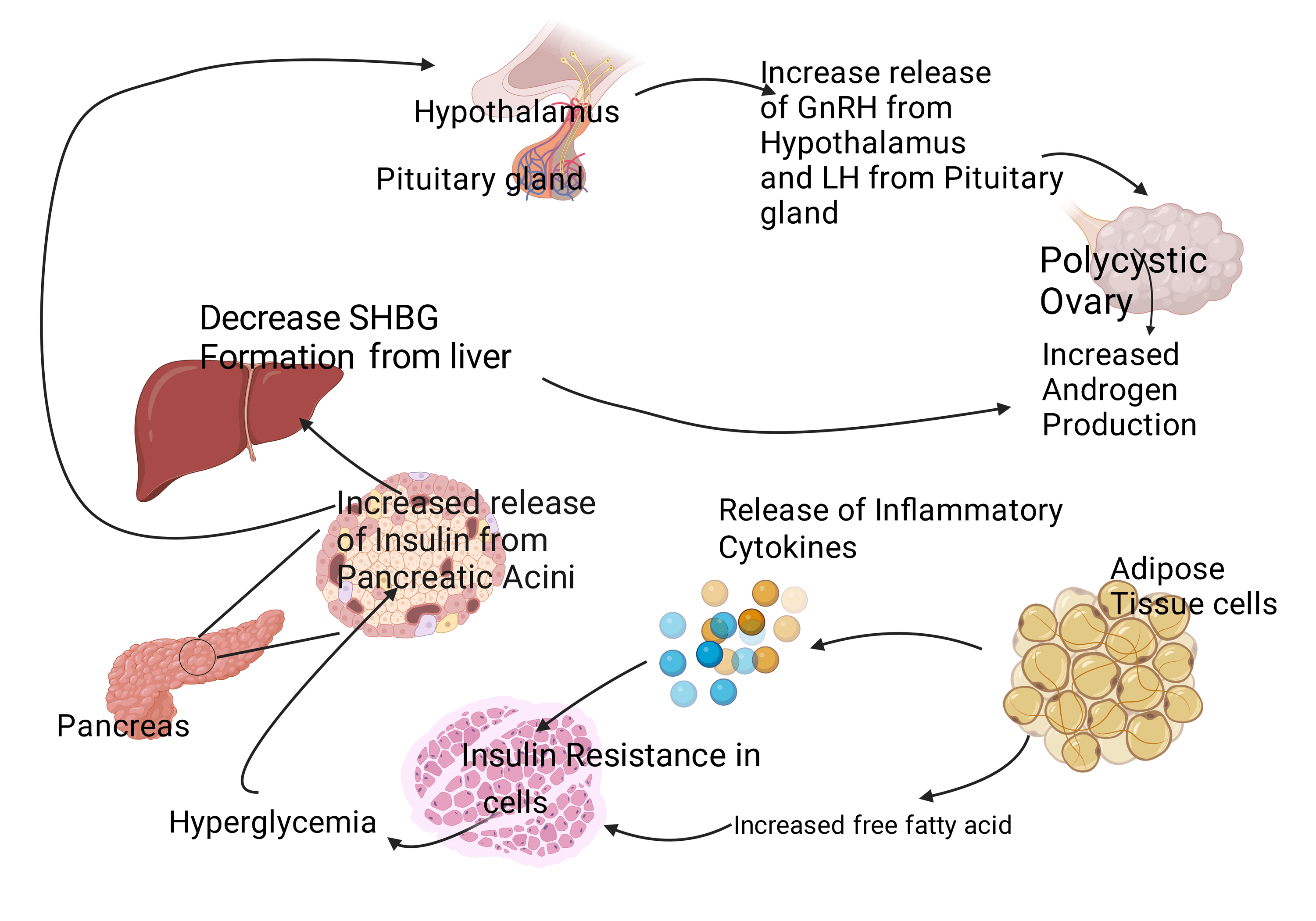 Cureus Obesity A Doorway To A Molecular Path Leading To Infertility 