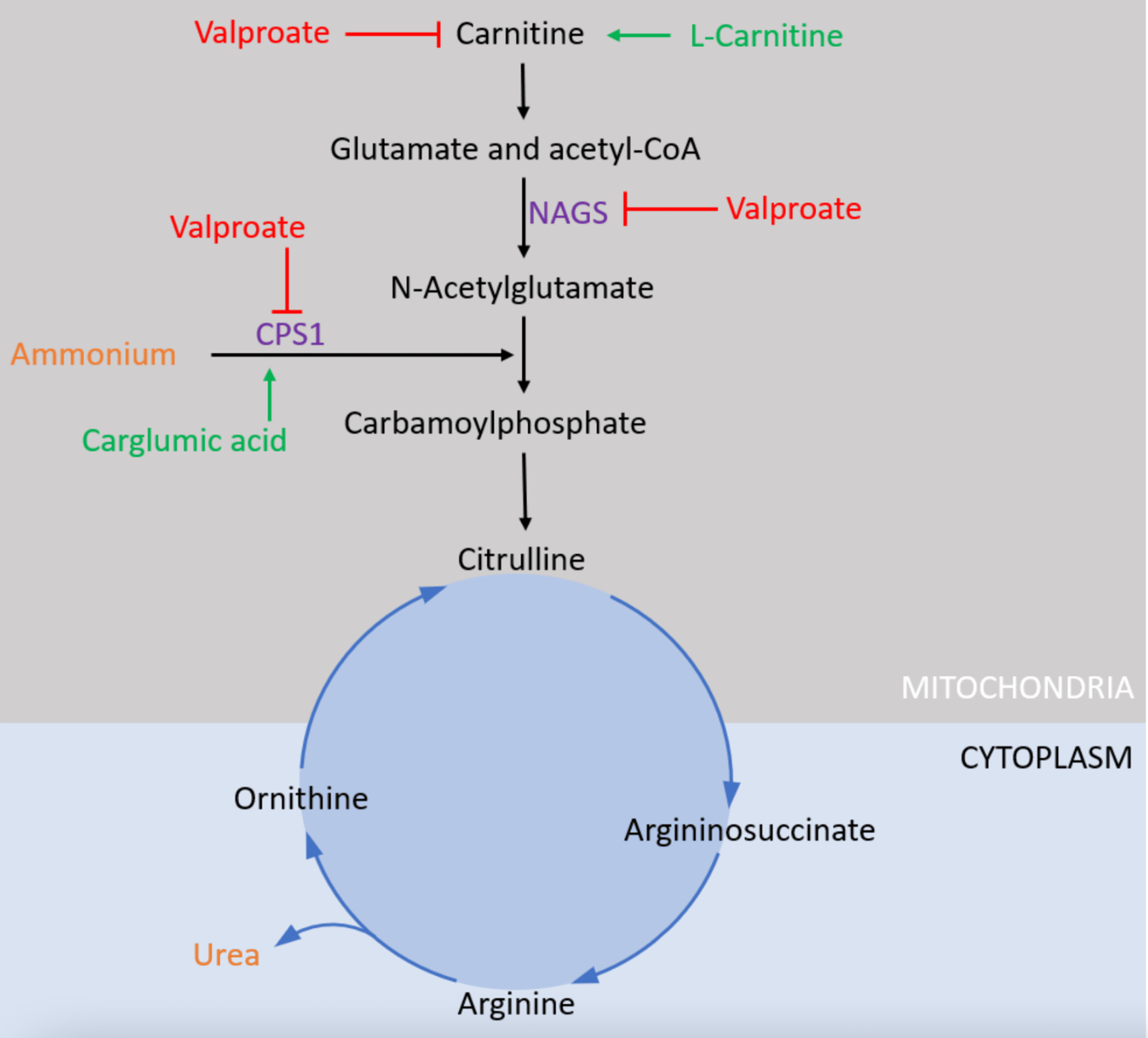 ValproateInduced Encephalopathy Presenting at Therapeutic Blood