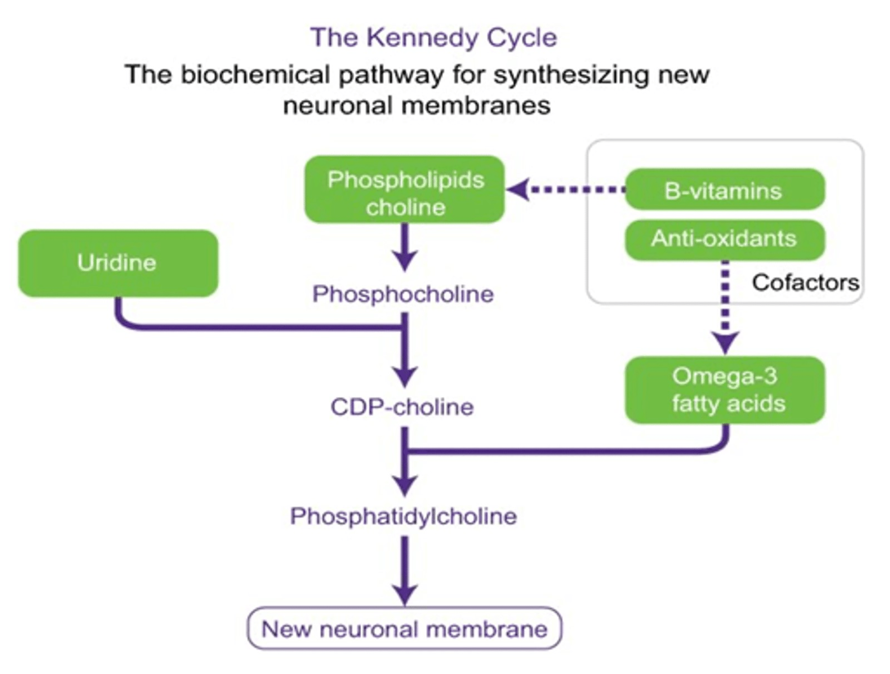 Cureus A Systematic Review of Dietary Supplements in Alzheimer’s Disease