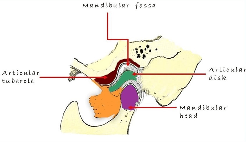 temporomandibular joint diagram