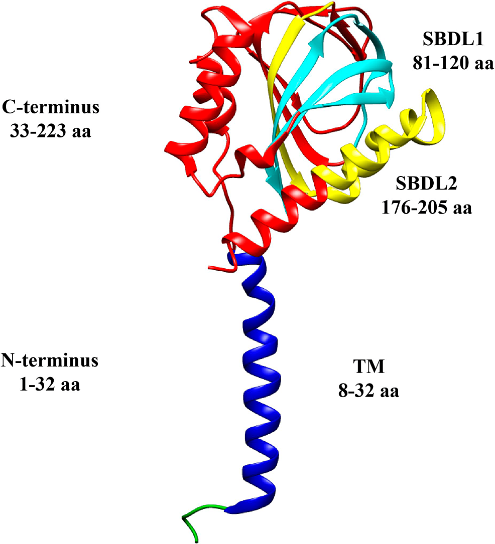 cureus-the-sigma-enigma-a-narrative-review-of-sigma-receptors