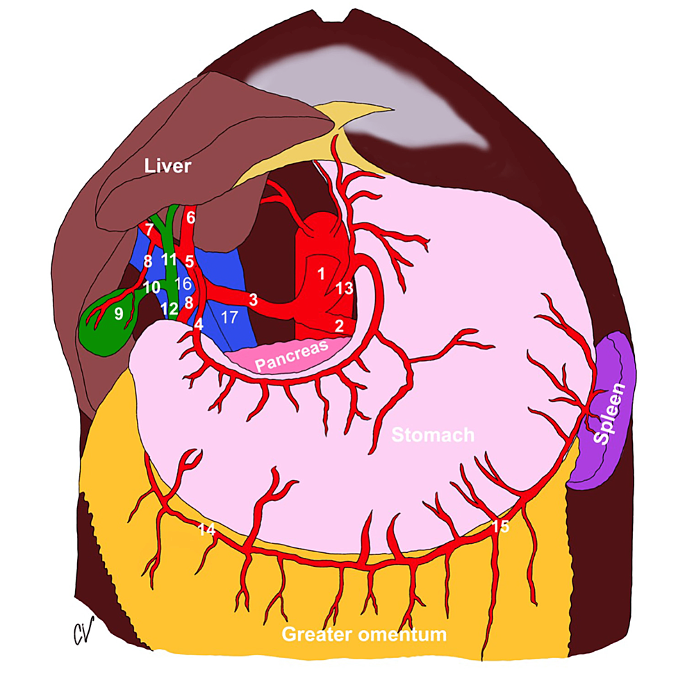 Variations of the Cystohepatic Blood Supply in American Midwestern Donor  Cadavers | Cureus, image size:986x986