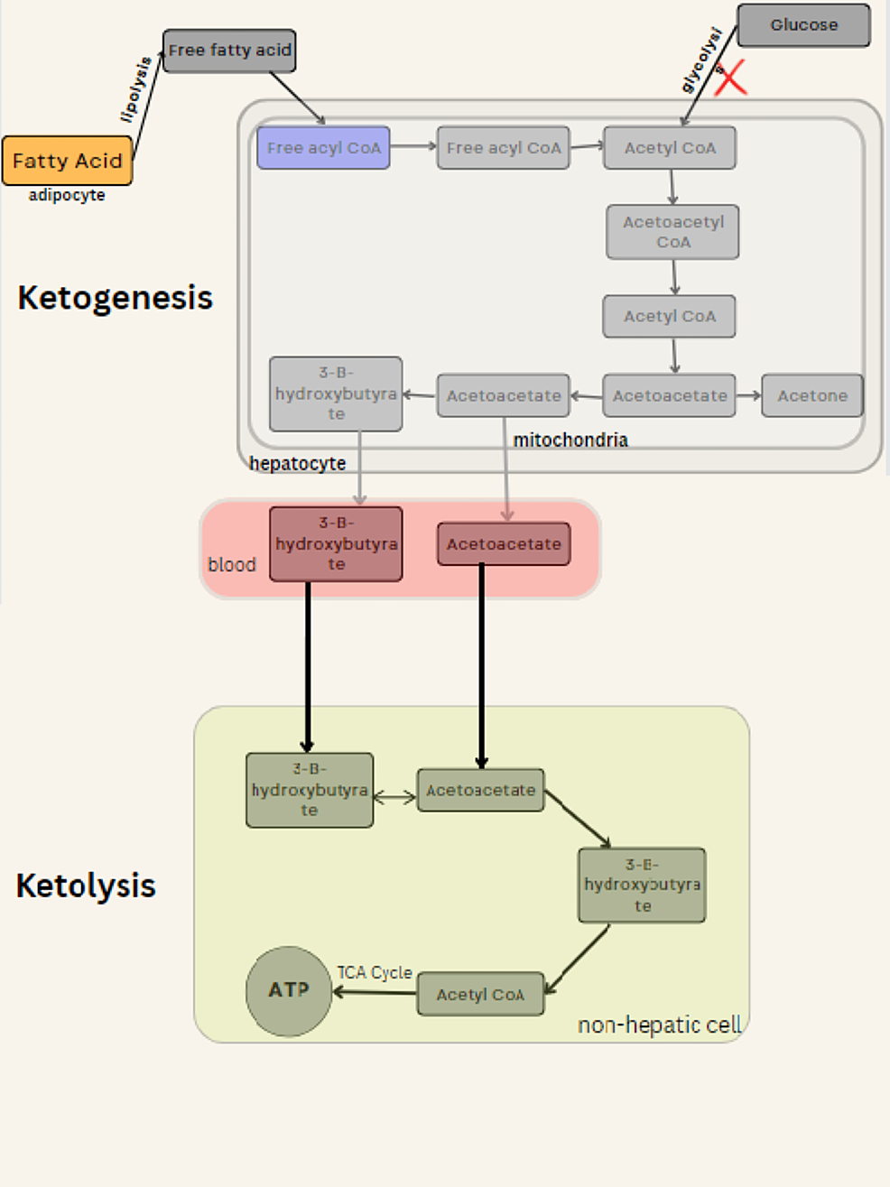 Cureus Metabolic Effects of Ketogenic Diets and Their Utilization in