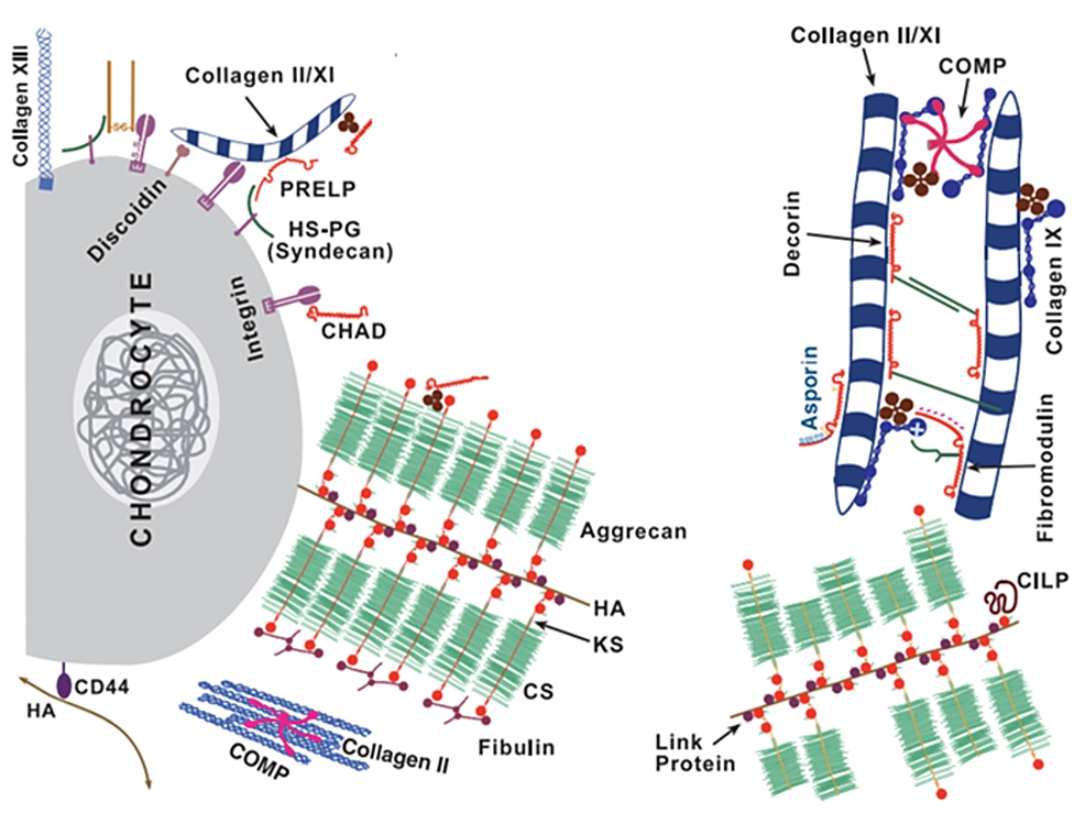 Cureus Adult Stem Cells for Cartilage Regeneration