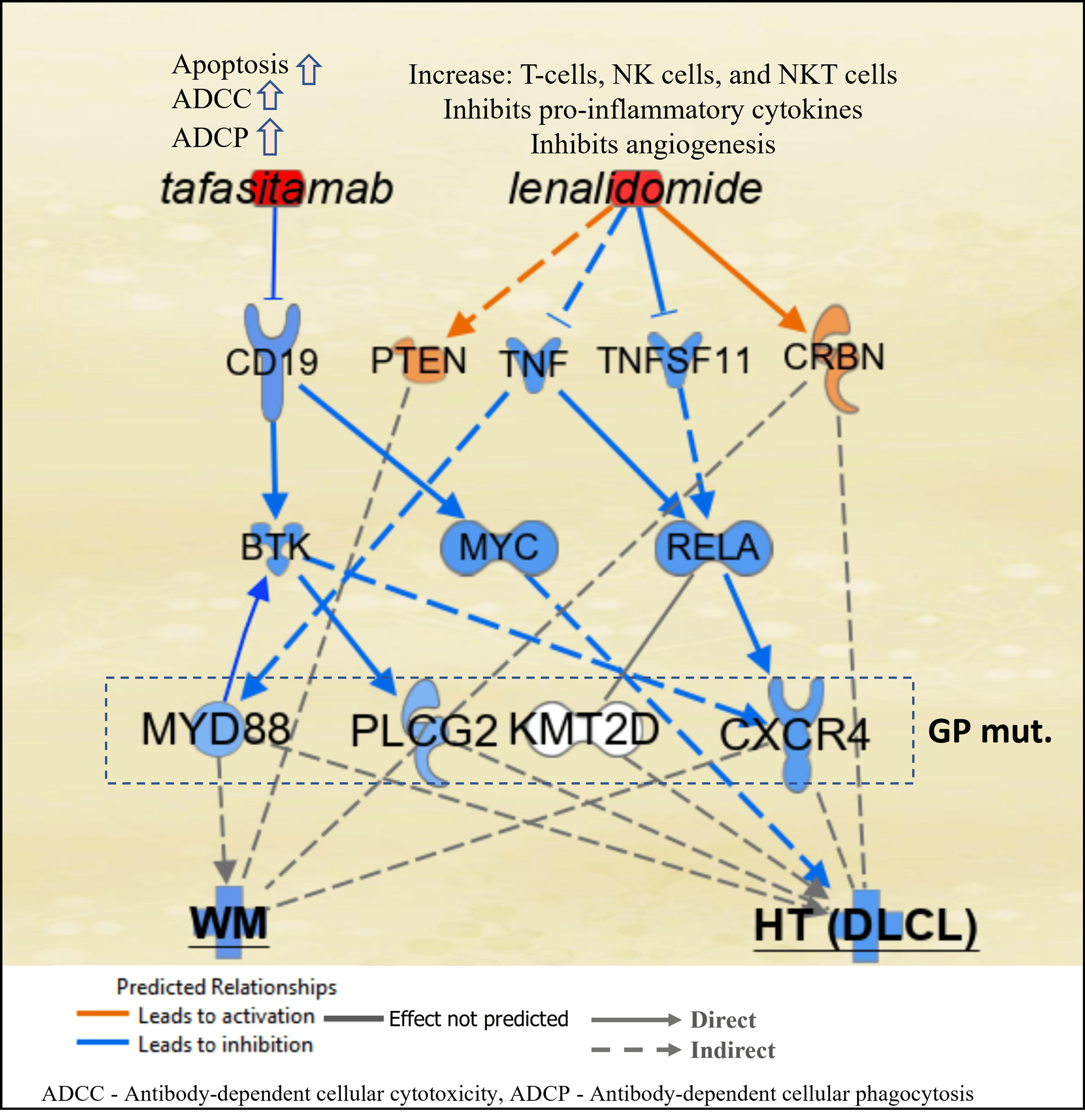 Transformed Waldenström Macroglobulinemia Responsive To Tafasitamab ...