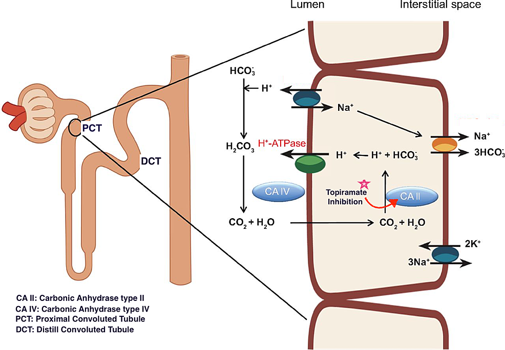 cureus-type-ii-renal-tubular-acidosis-secondary-to-topiramate-a-review