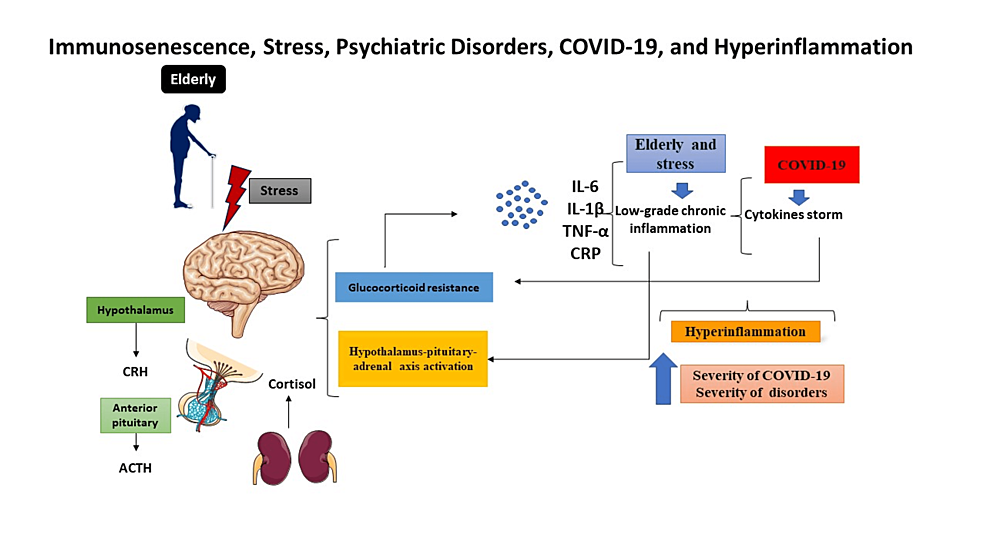 Age-related-immunosenescence-is-characterized-by-a-persistent-inflammatory-state