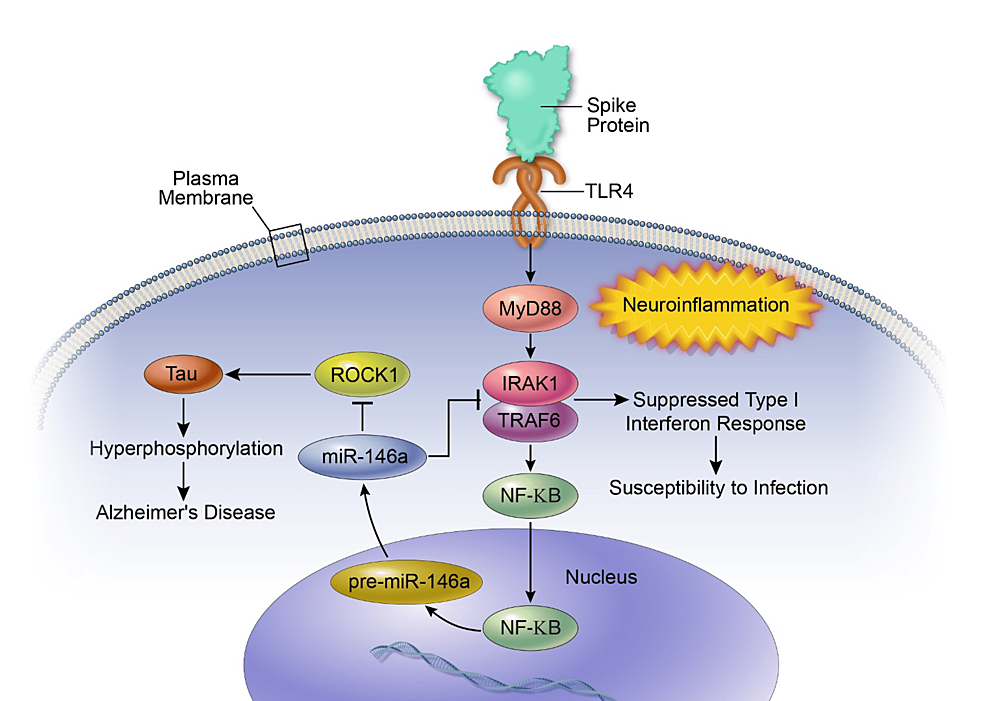 Schematic diagram illustrating the basic structure of Staphylococcus