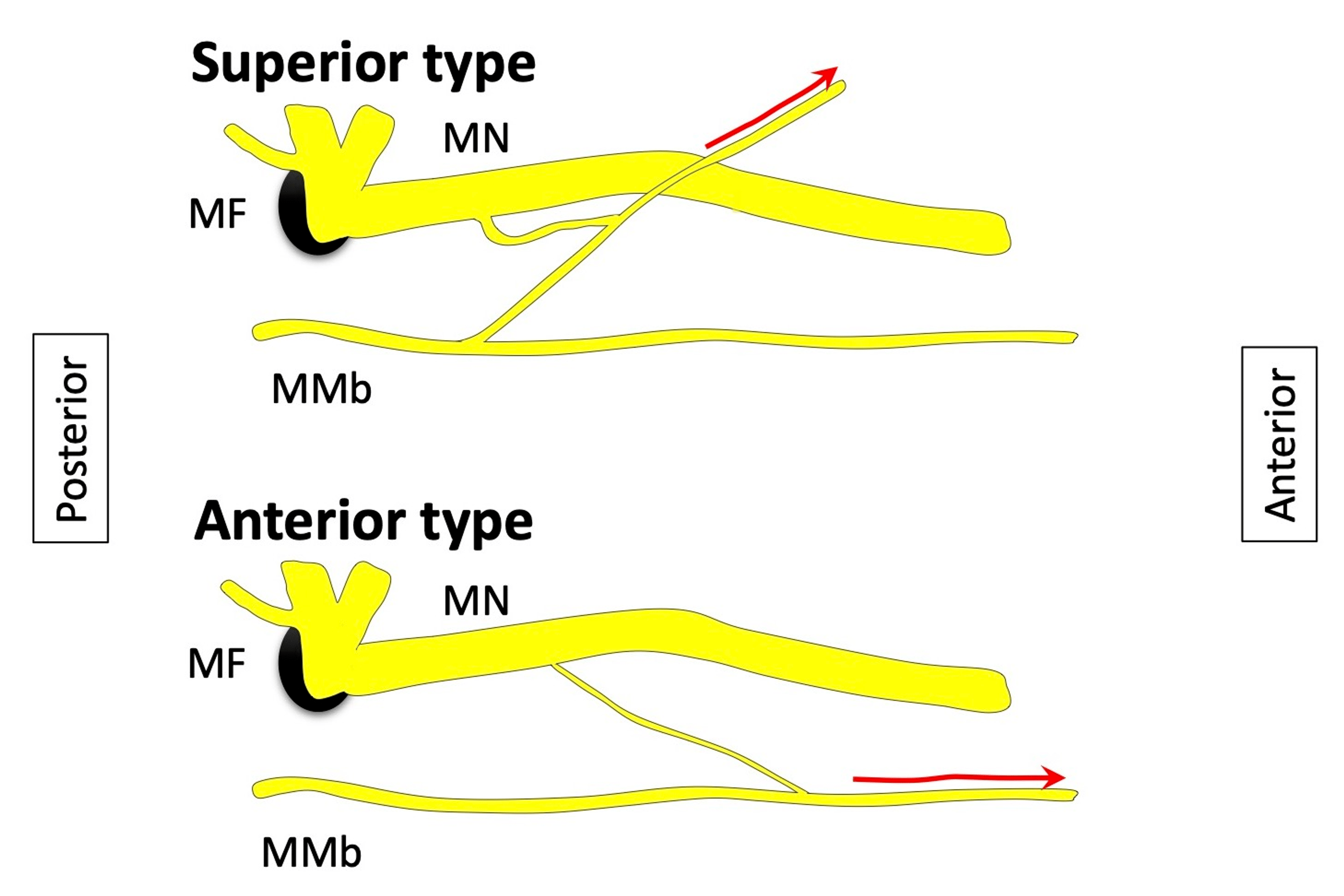 Cureus Anatomical Study of the Communication Between the Mental Nerve and Marginal Mandibular