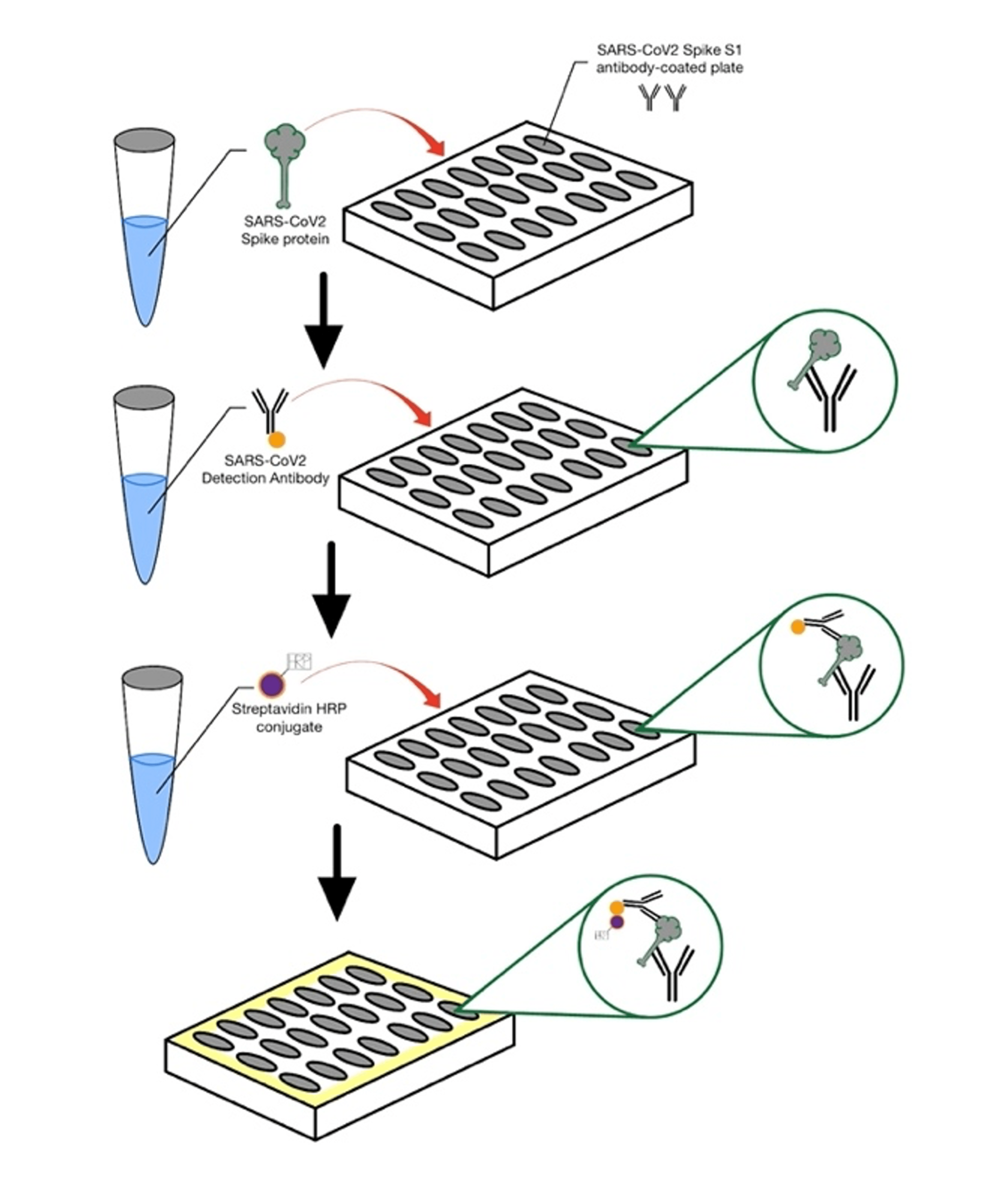 Cureus | False-Positive Human Immunodeficiency Virus Results in COVID-19  Patients | Article