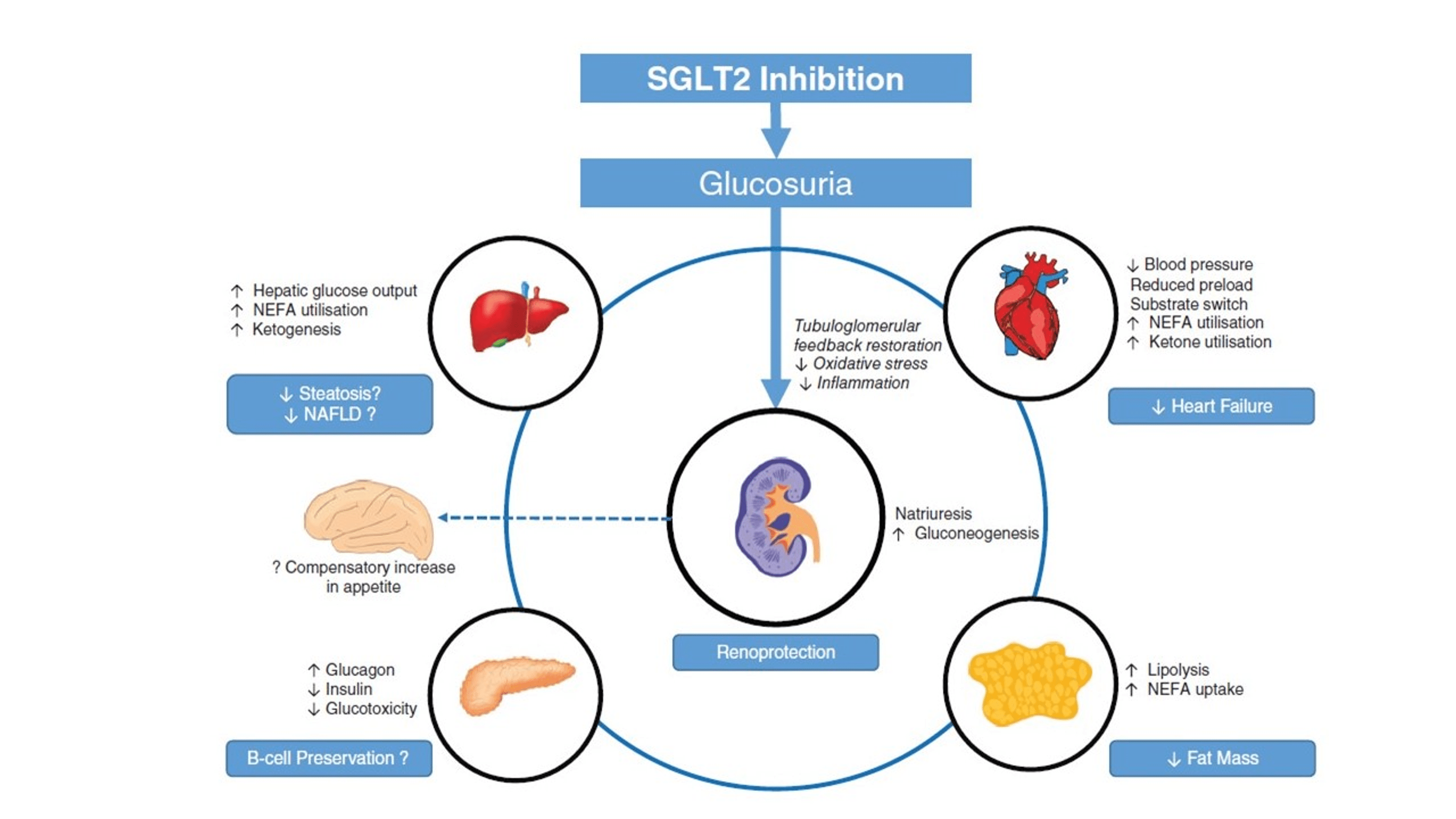 Sodium-Glucose Cotransporter 2 (SGLT2) Inhibitors: Benefits Versus Risk ...