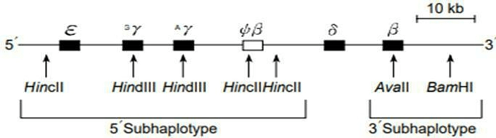 Cureus | To Study the β-Globin Haplotype Pattern of Descent of a