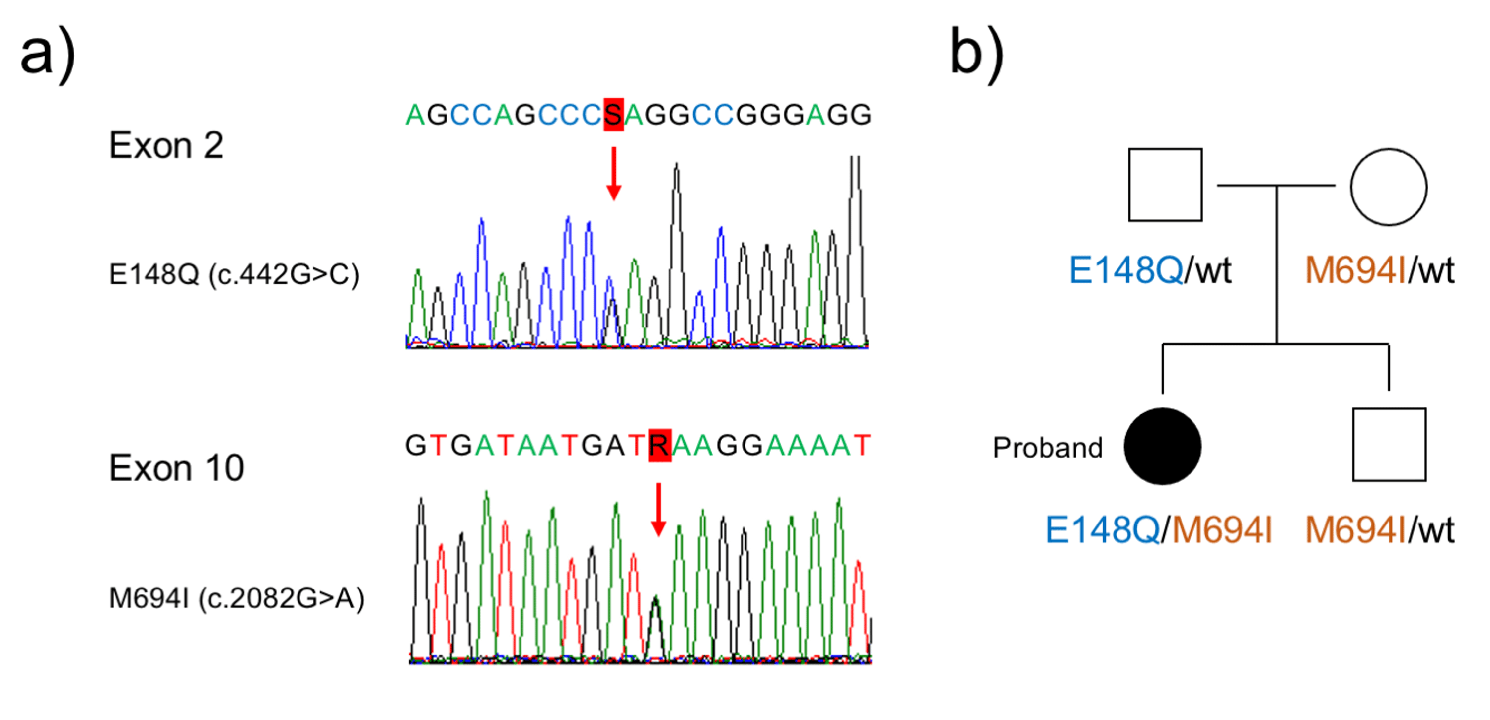 A Domain Structure Of The Mefv Gene The Mefv Gene Is Composed Of 10