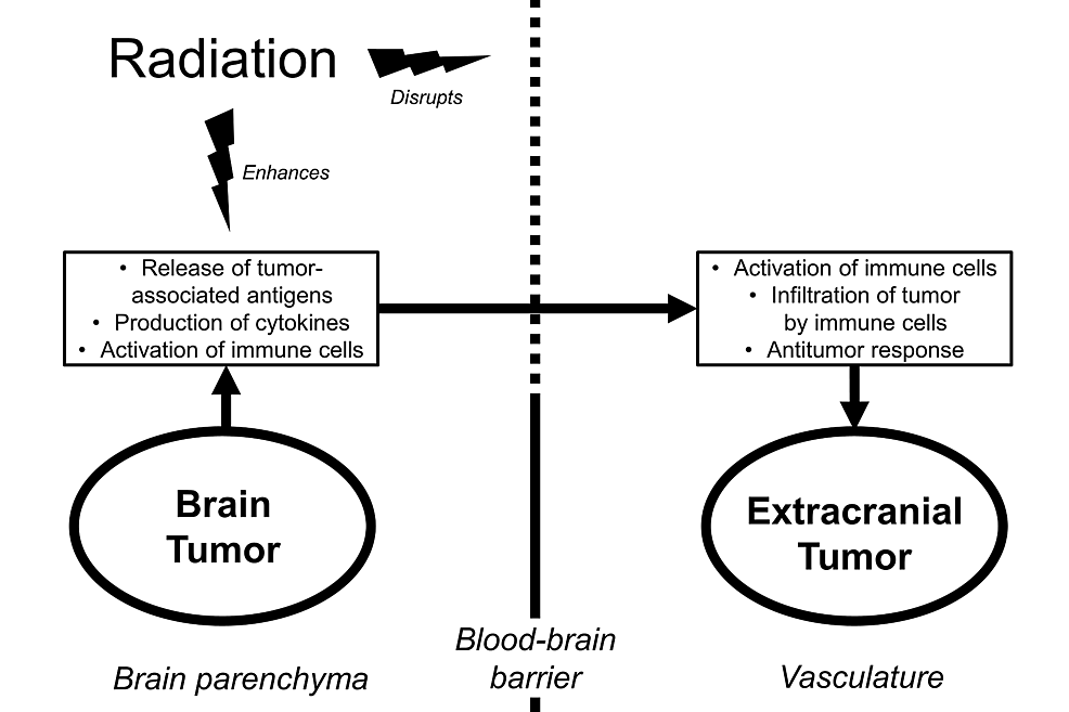 Schematic-depicting-an-intracranial-to-extracranial-abscopal-response-resulting-from-potential-interactions-between-radiation,-the-blood-brain-barrier,-and-antitumor-immunity