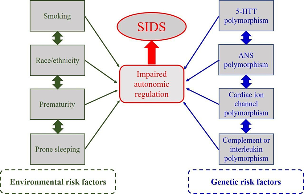 Sudden Infant Death Syndrome Risk Factors and Newer Risk Reduction