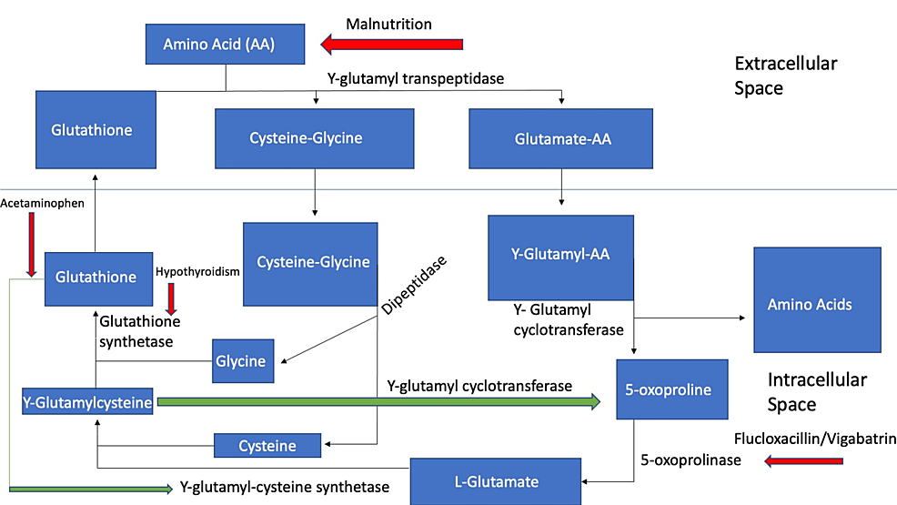 Cureus 5Oxoprolinemia in a Patient With Severe Hypothyroidism and