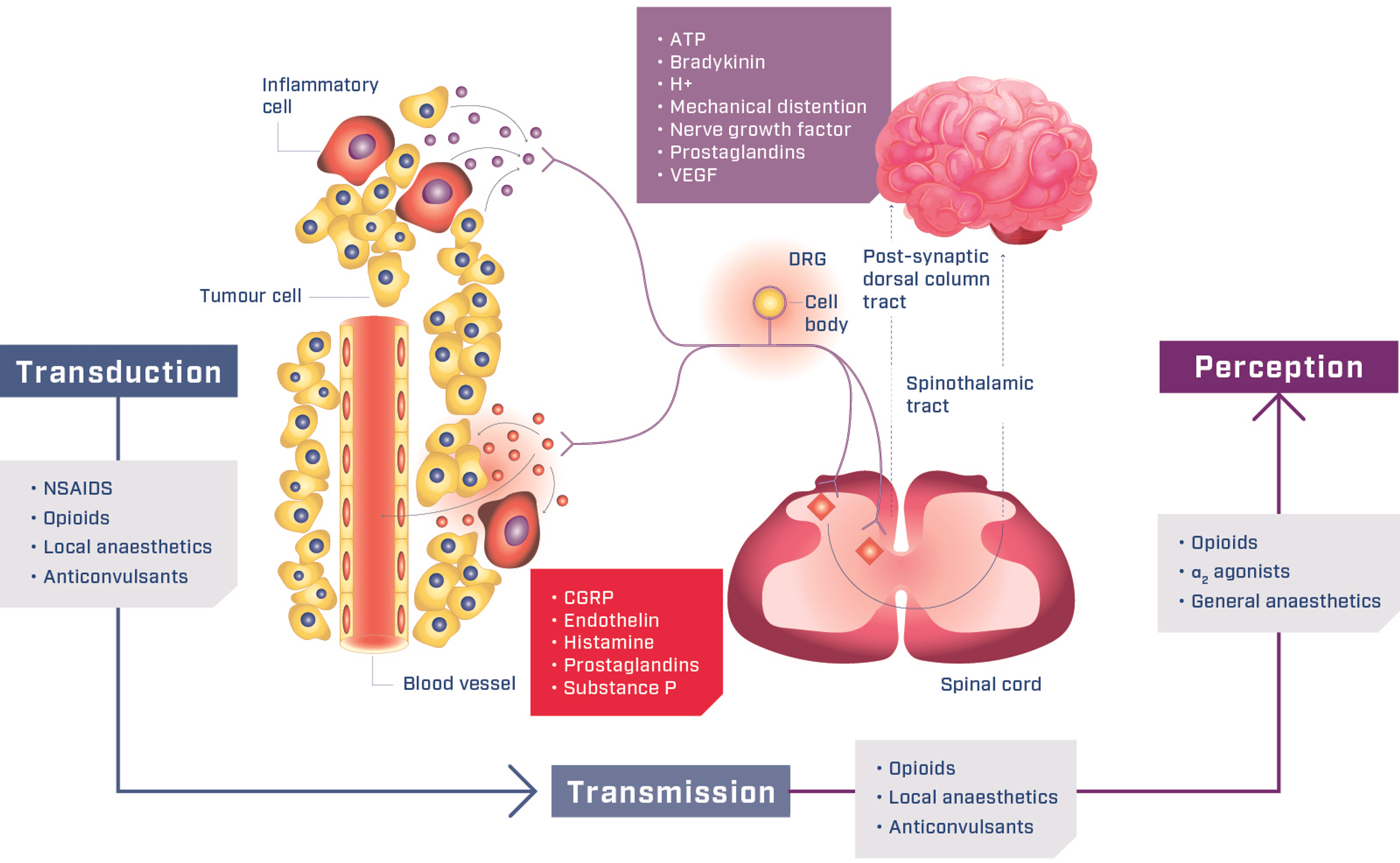Cureus Management Of Acute Cancer Pain In Asia An Expert Opinion On The Role Of Tramadol 