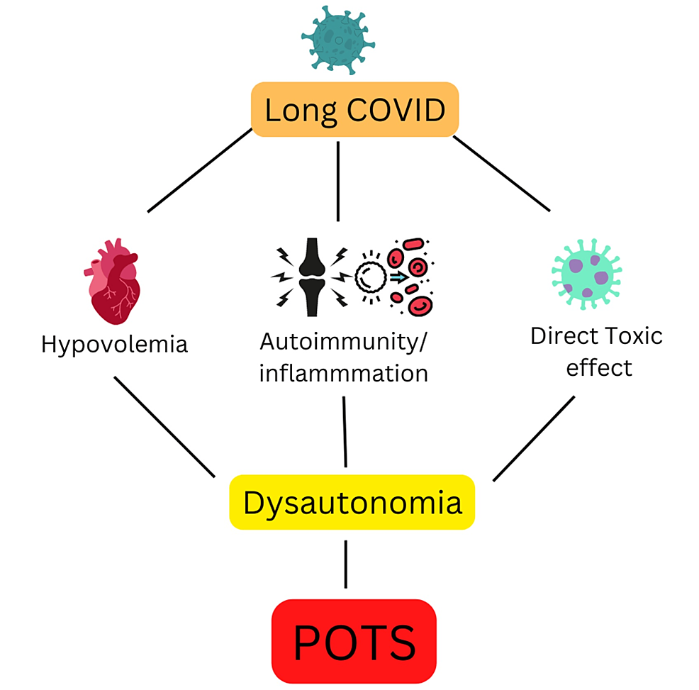 Dysautonomia, POTS Syndrome: Diagnosis, symptoms, treatment