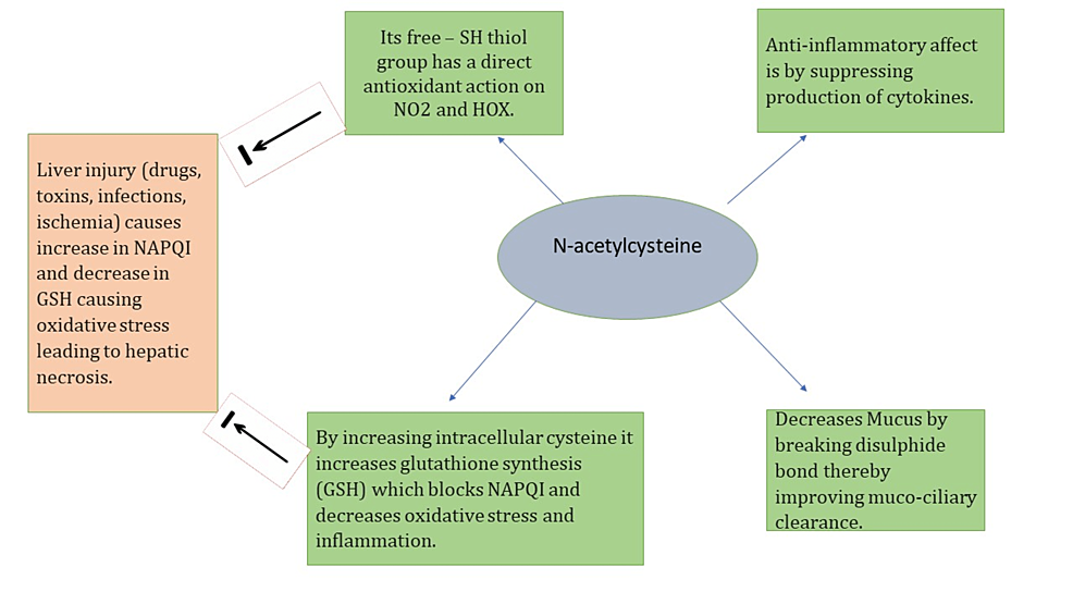 Use of Oral N-Acetylcysteine (NAC) in Non-Acetaminophen-Induced Acute  Hepatic Failure