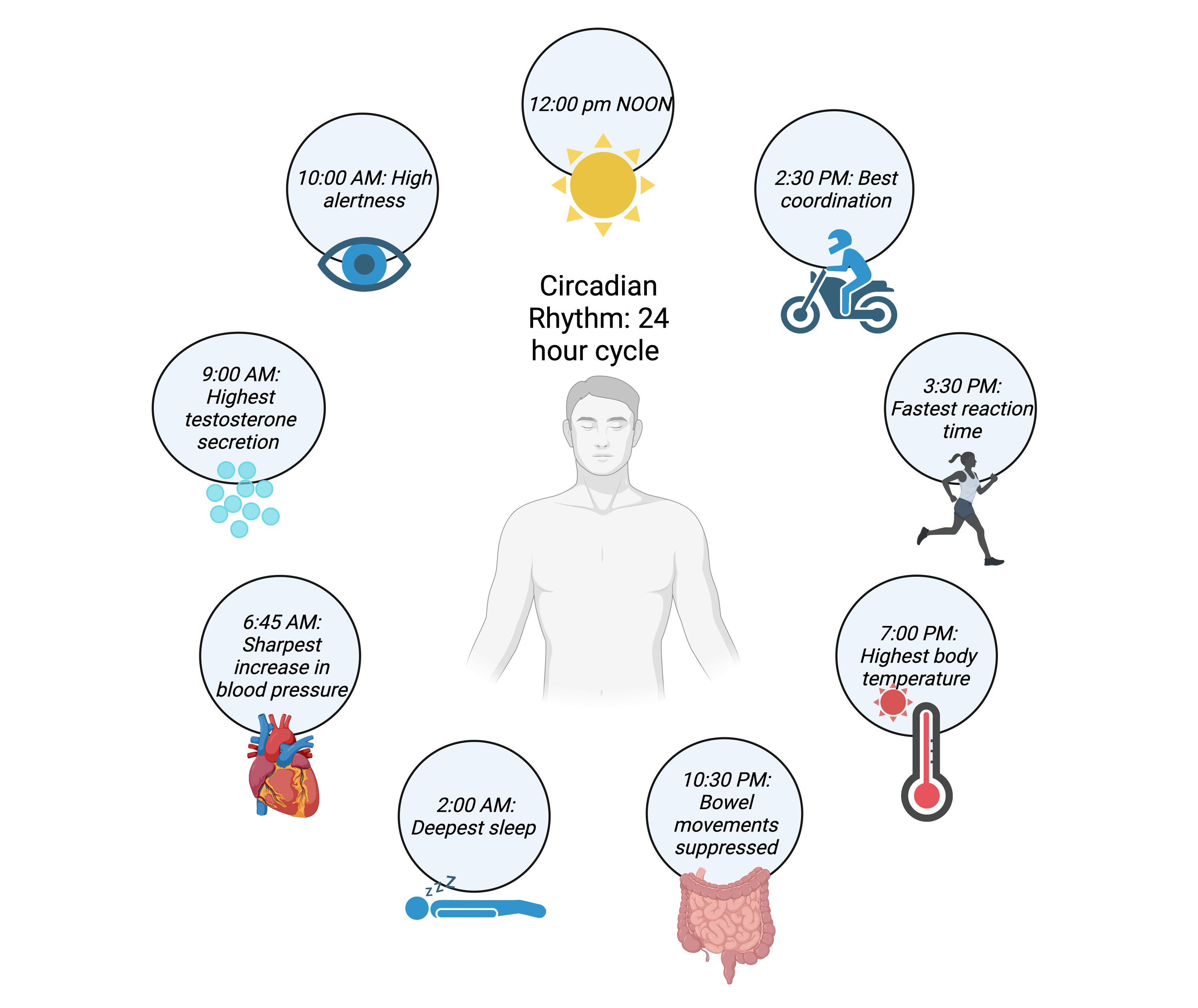 Cureus The Role of Clock Genes in Maintaining Circadian Rhythm and