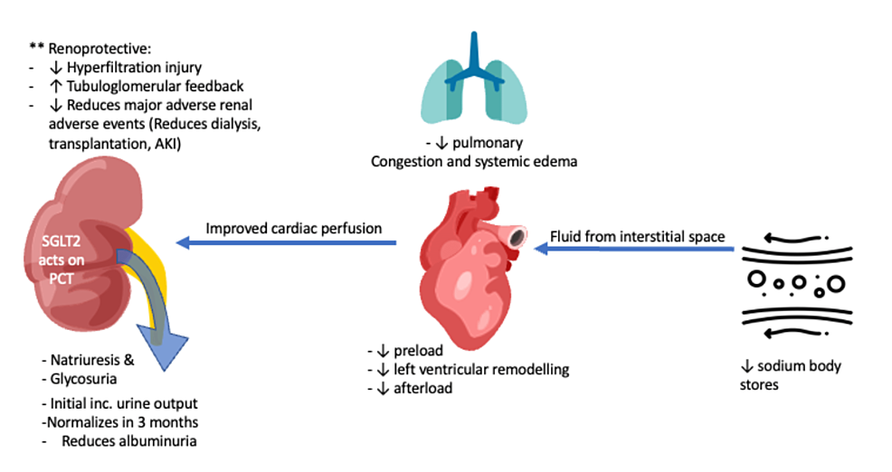 Reduced global longitudinal strain is associated with increased risk of  cardiovascular events or death after kidney transplant - International  Journal of Cardiology