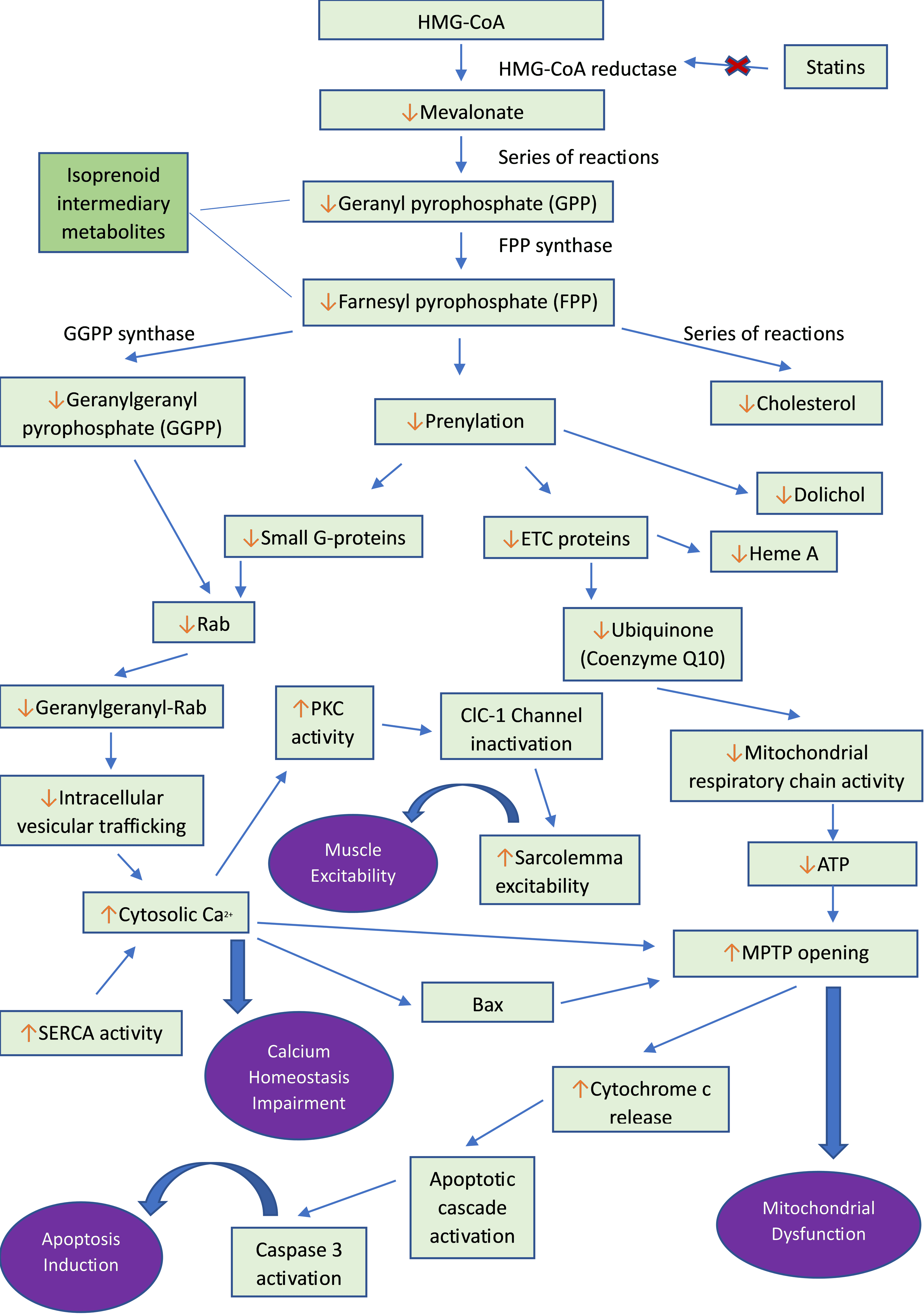 Cureus | Correlates of Myopathy in Diabetic Patients Taking Statins