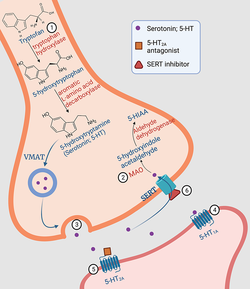 Serotonin Syndrome The Role of Pharmacology in Understanding Its