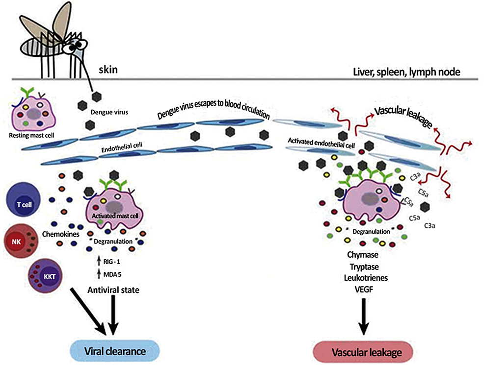 Solution Pathophysiology Of Dengue Hemorrhagic Fever - vrogue.co