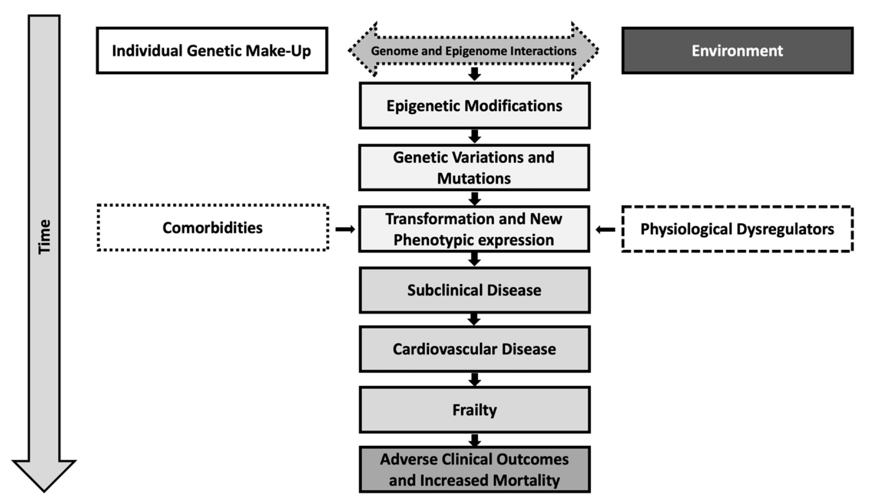 Epigenetic Regulation And Its Effects On Aging And Cardiovascular ...