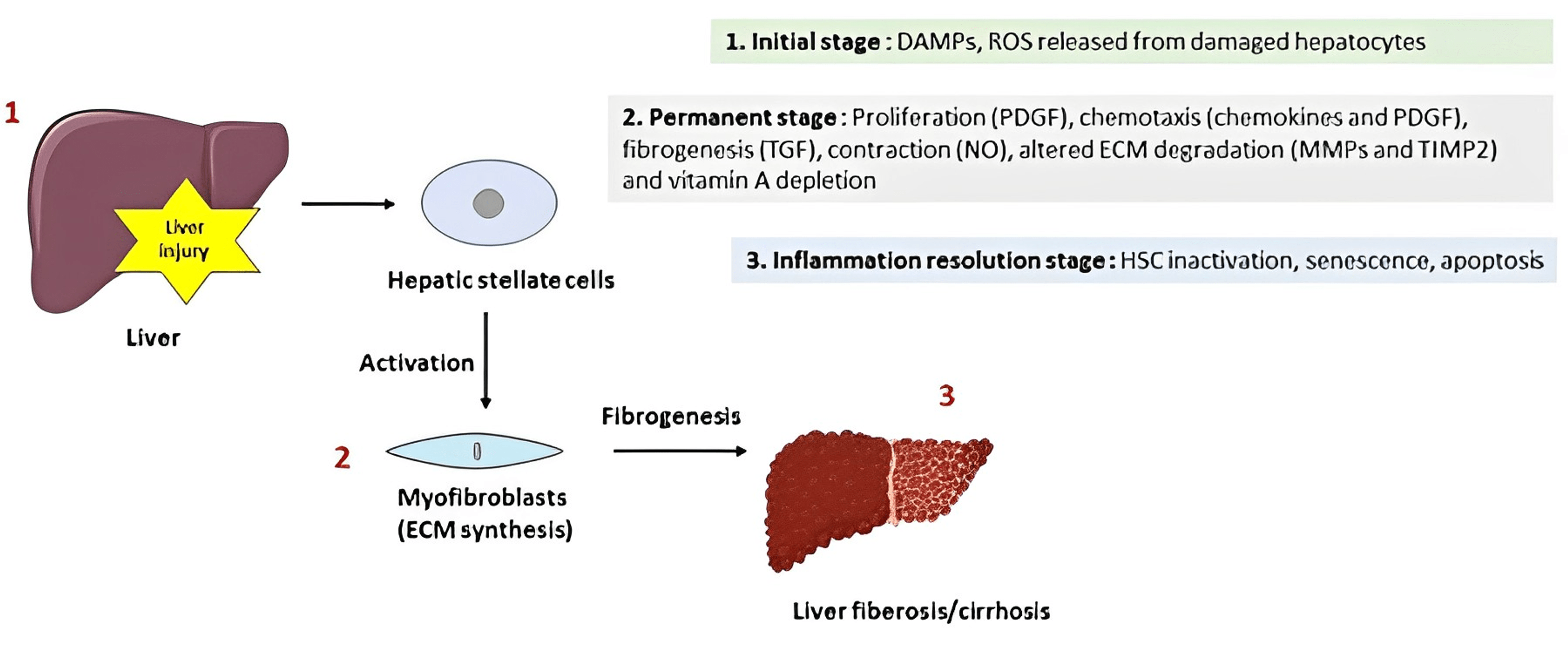 Cureus | Hematological Abnormalities in Cirrhosis: A Narrative Review