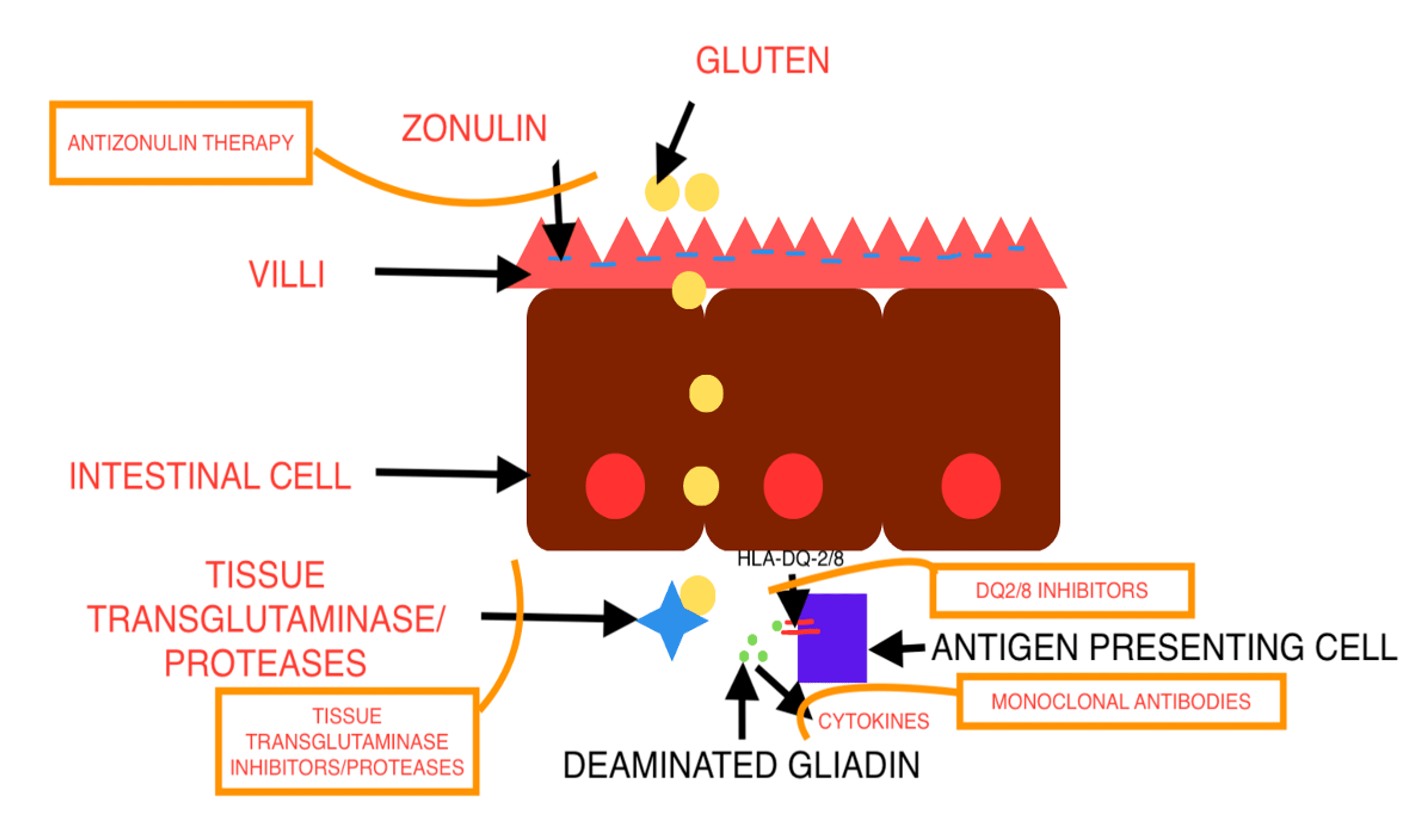 Cureus Novel Therapies for Celiac Disease A Clinical Review Article