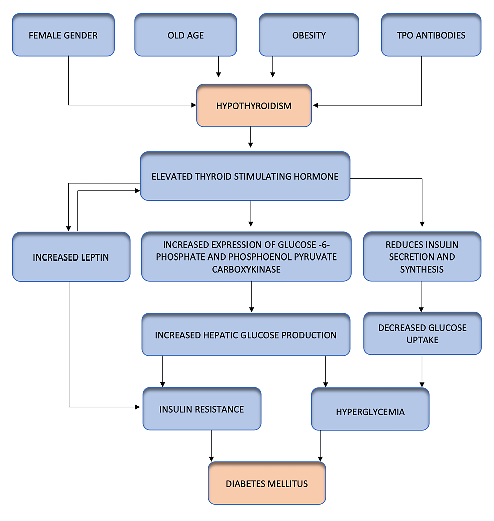The Impact Of Hypothyroidism On Diabetes Mellitus And Its Complications 