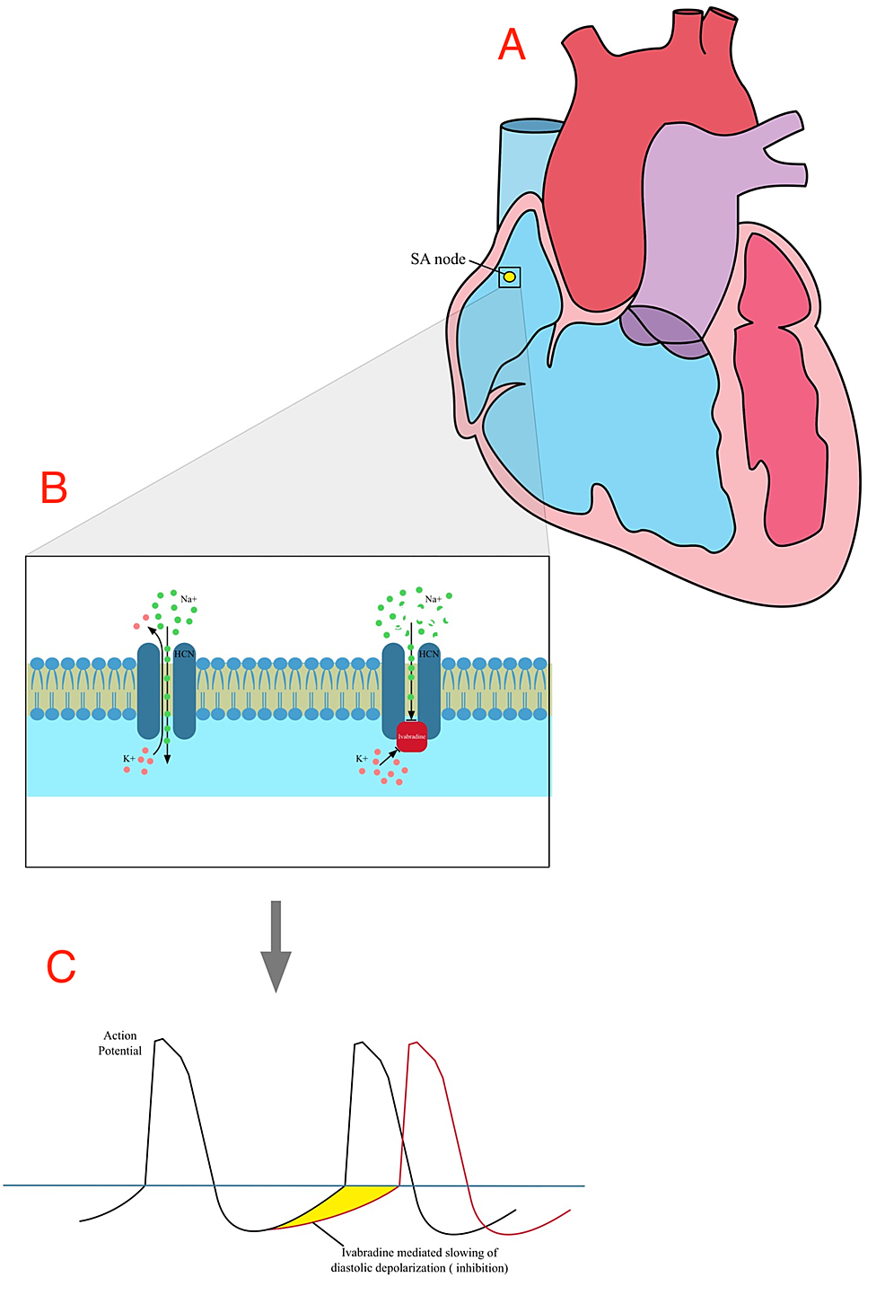 Cureus Ivabradine in Congestive Heart Failure Patient