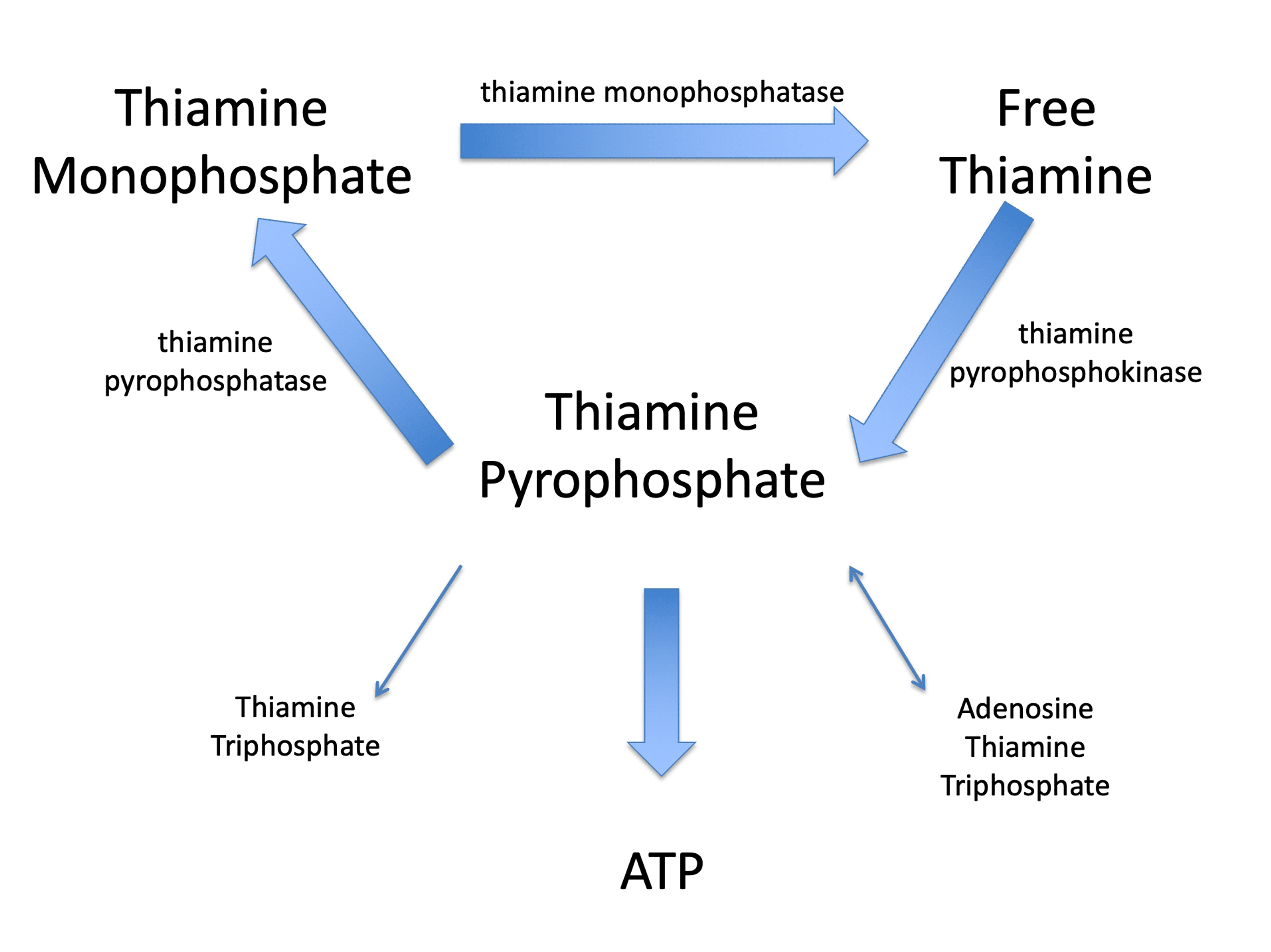 Cureus Impaired Thiamine Metabolism in Amyotrophic Lateral Sclerosis