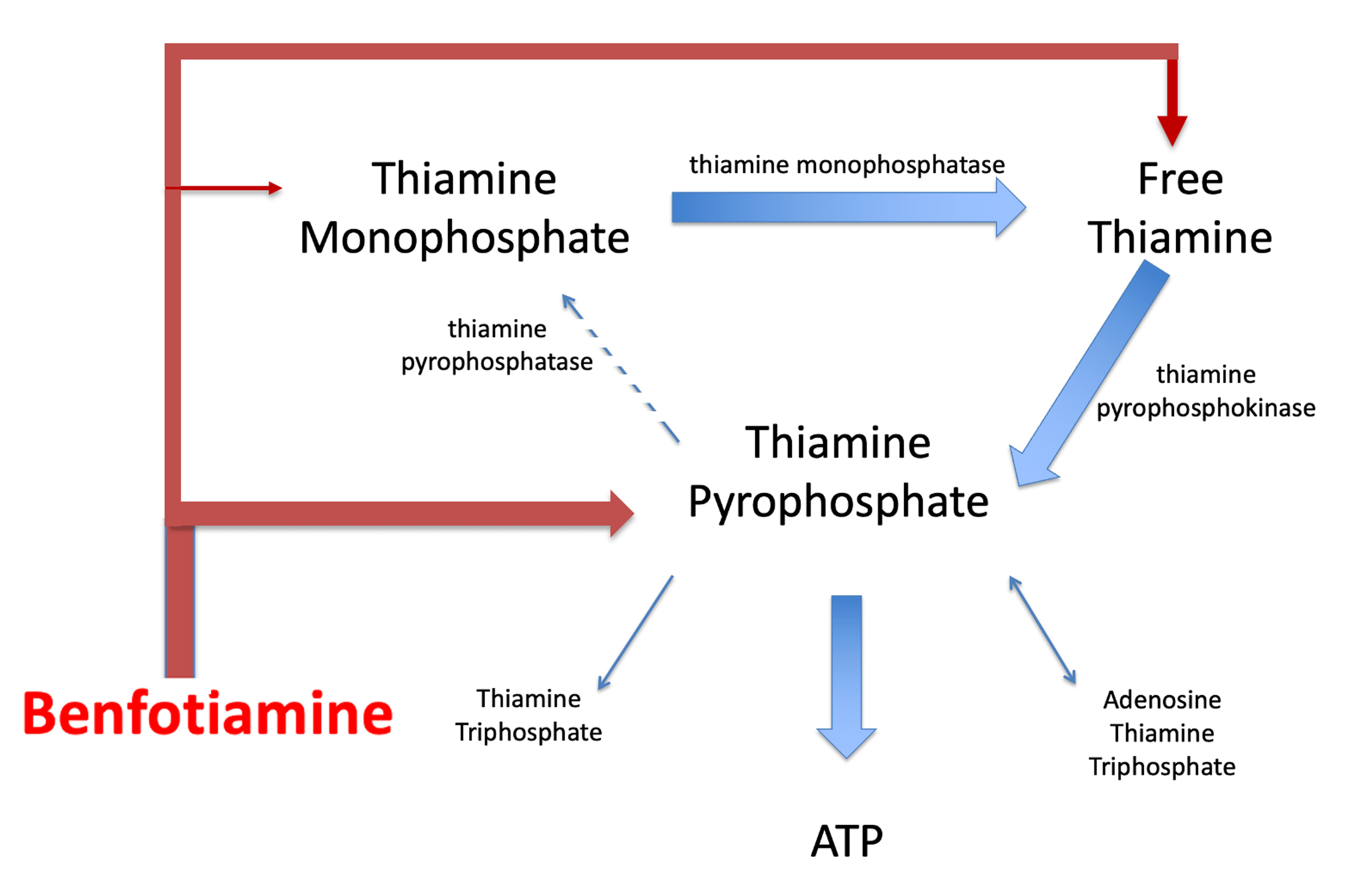 Impaired Thiamine Metabolism In Amyotrophic Lateral Sclerosis And Its ...