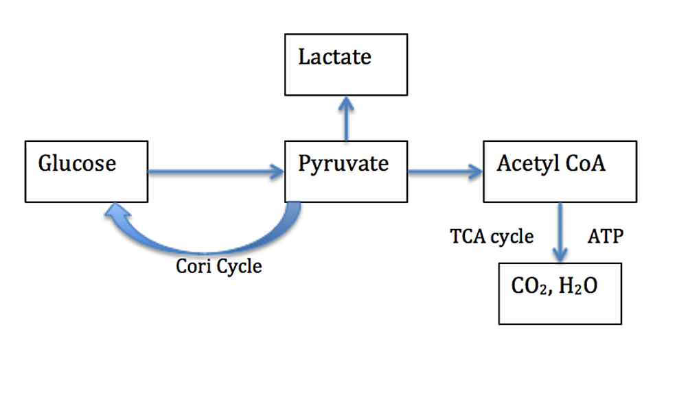 side effect of metformin lactic acidosis