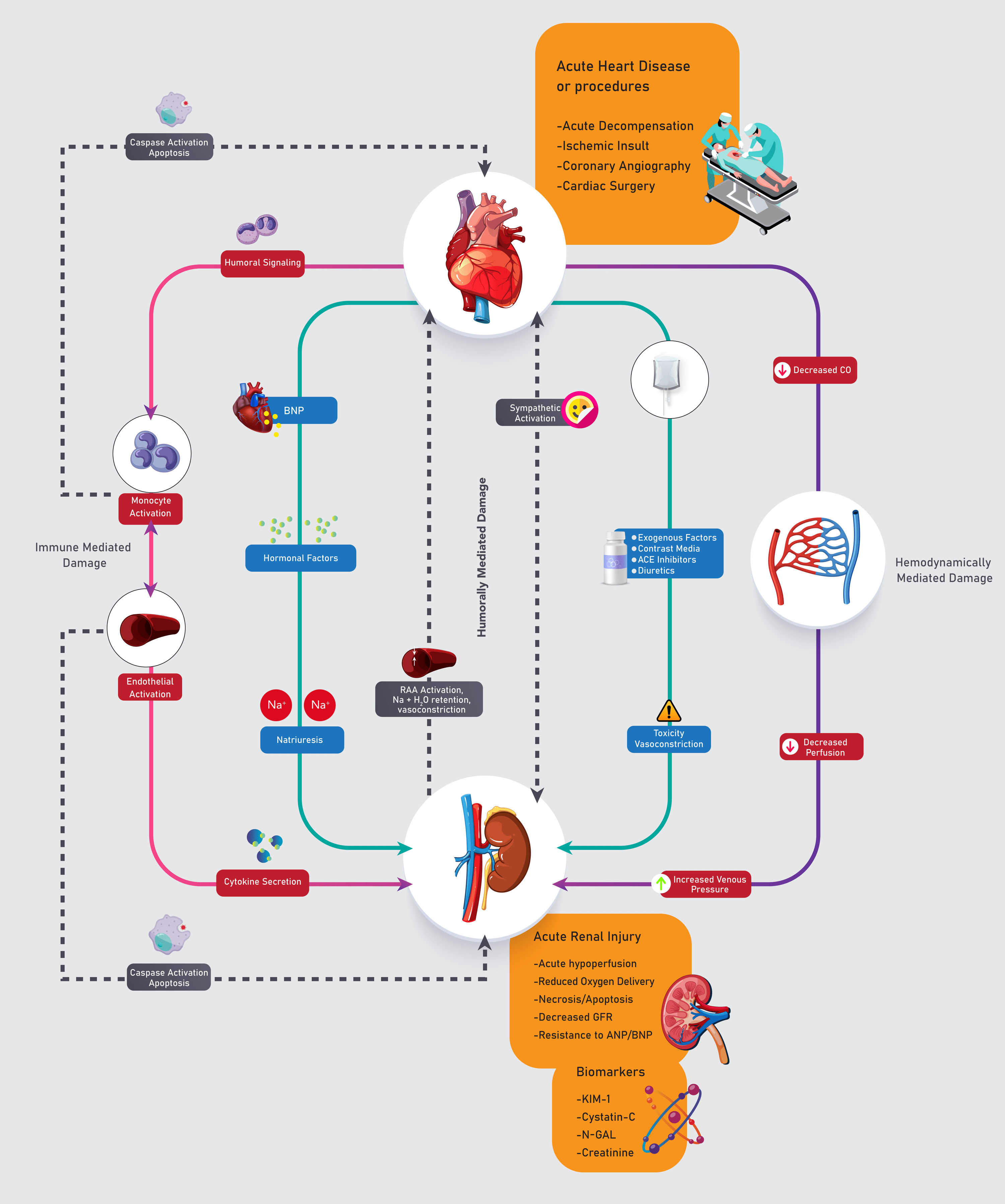 Cureus | Cardiorenal Syndrome: A Literature Review