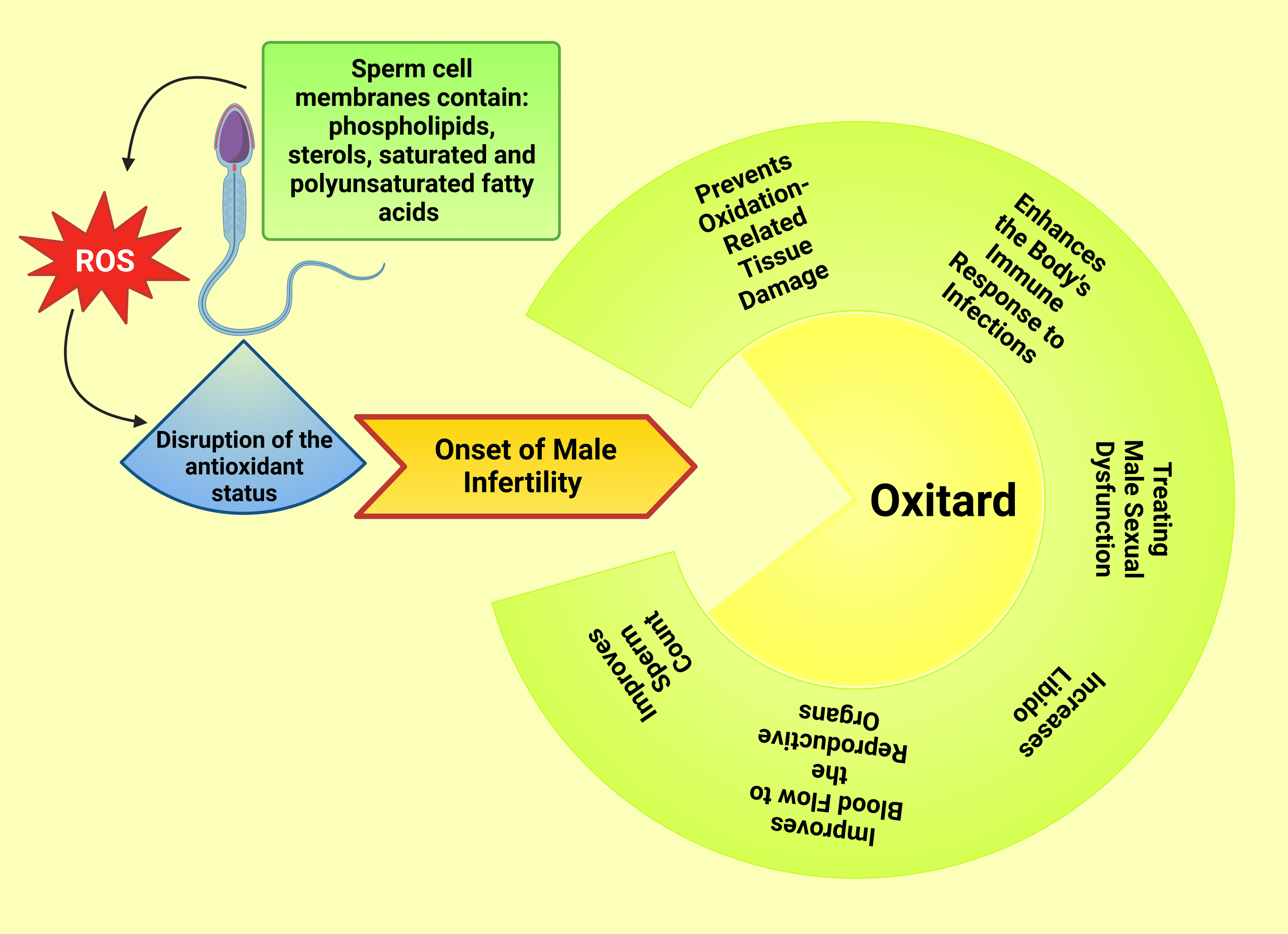 Cureus The Protective Effect of Oxitard on Sperm Function and Antioxidant Status in Rats