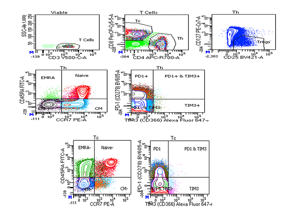 Understanding B & T Cells in COVID-19 Patients